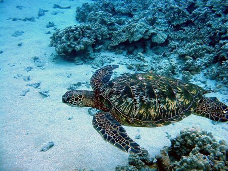 Hey, Nice Shell! Young Hawaiian Green Sea Turtle photogra... by Todd Meadows 