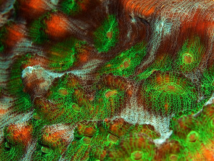 Texture.
 by Sergey Lisitsyn 