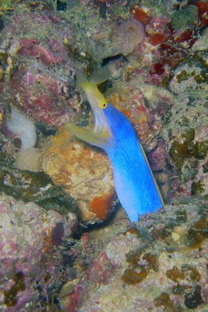 Flare those yellow flamed lips!
Blue ribbon eel. Photo t... by Lisa Lappe 