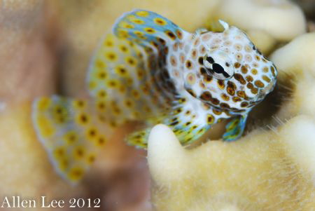 I love Blenny.Nikon D80,105mmVR,f13,1/125,YS-120*2. by Allen Lee 