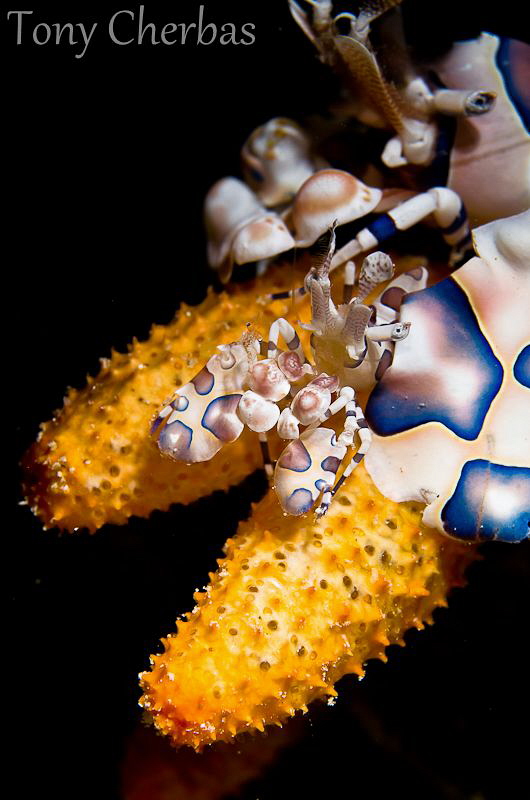 Juvenile Harlequin Shrimp catches a ride on a juvenile se... by Tony Cherbas 