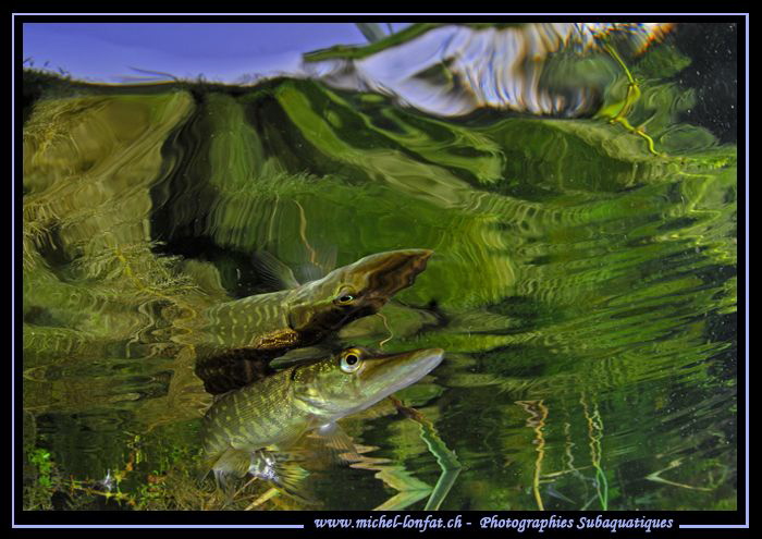 Pike reflection III by Michel Lonfat 