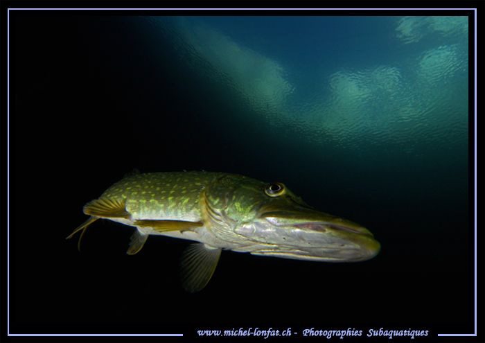 Pike Fish Attitude III by Michel Lonfat 