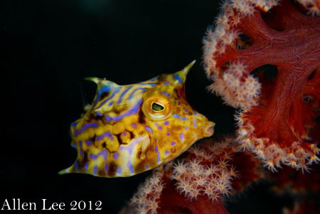 cute Cowfish.Nikon D80,105mmVR,f11,1/125,YS-120*2. by Allen Lee 