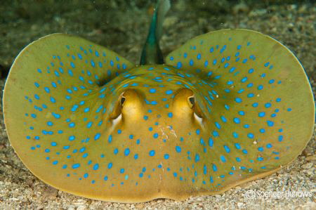 Juvenile Spotted Ray by Spencer Burrows 