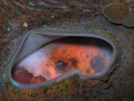 "Eye of the Clam Volcano" Close up of Giant Clam taken in... by Lisa Riley 