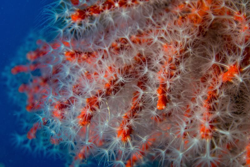 Corallium rubrum from Cape Palinuro by Marco Gargiulo 