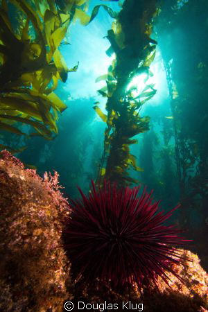 Moneymaker. A close-focus wide-angle shot of a red urchin... by Douglas Klug 