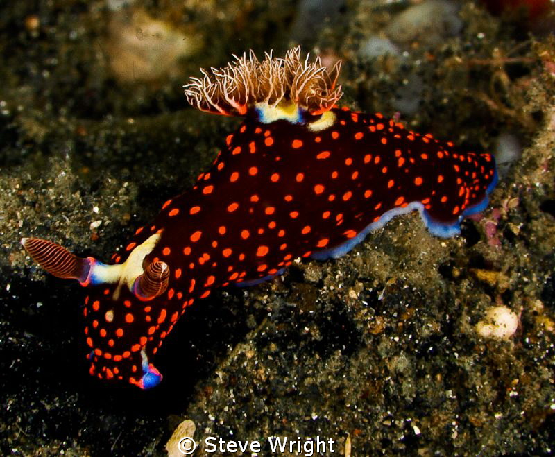 Nembrotha - shot taken in Lembeh Straits, Manado useing O... by Steve Wright 