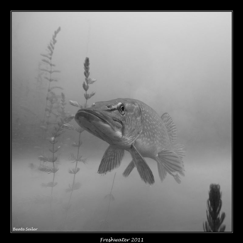 B/W Pike by Beate Seiler 