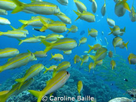inside a school of fish by Caroline Baille 