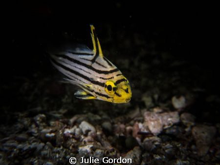 Unknow Species. Pany GX1 f/13, 1/160, ISO 160 by Julie Gordon 