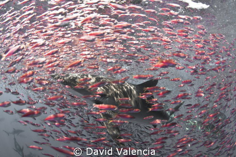 A creative look at some baitball action in San Benedicto.... by David Valencia 
