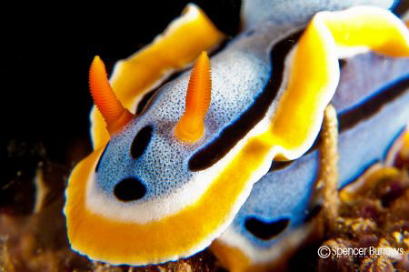Nudi Portrait by Spencer Burrows 