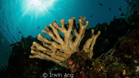 Bunaken 

Canon Powershot S100 
Fisheye Fix S100 Housi... by Irwin Ang 