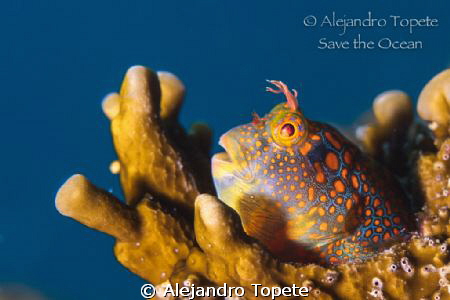 Blenny en Plataforma, Isla Lobos Mexico
Canon 7D, 60 mm,... by Alejandro Topete 
