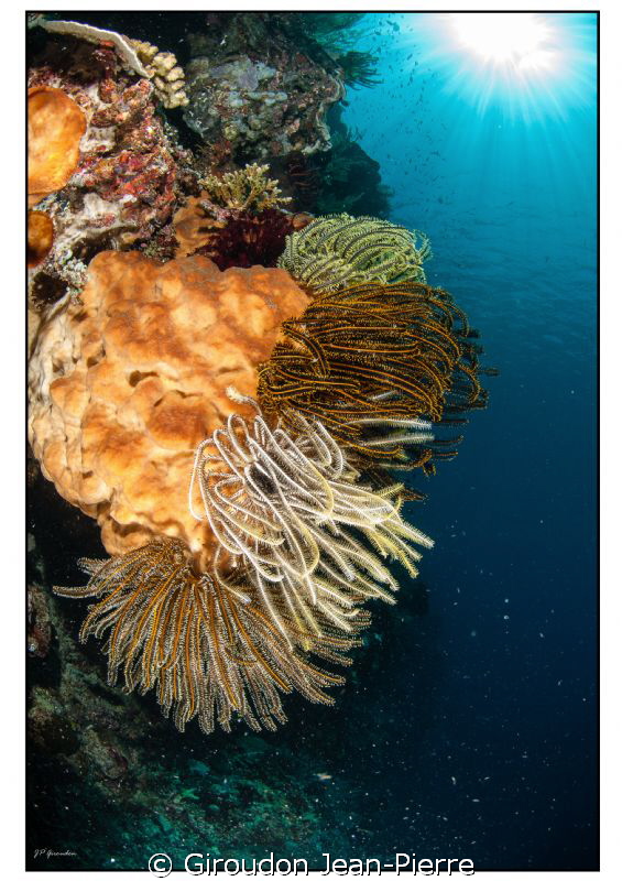 A panel of crinoidea by Giroudon Jean-Pierre 
