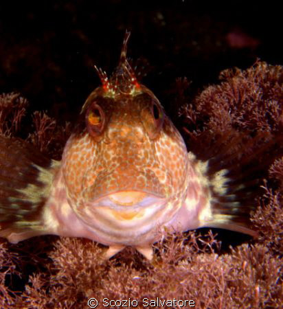blennide by Scozio Salvatore 