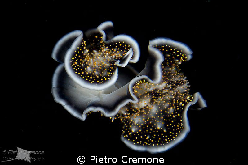 Dancing flatworm by Pietro Cremone 