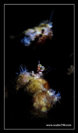 hermit & a mirror...

(S95 + handheld torch & mirror se... by Tim Ho 