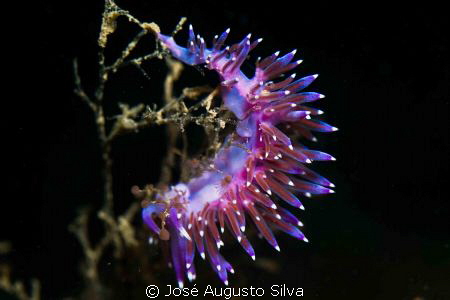 Nudibranch,NikonD700,105mmlens by José Augusto Silva 