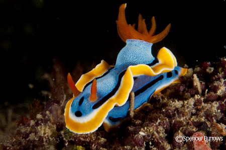 Borneo - Nudi by Spencer Burrows 