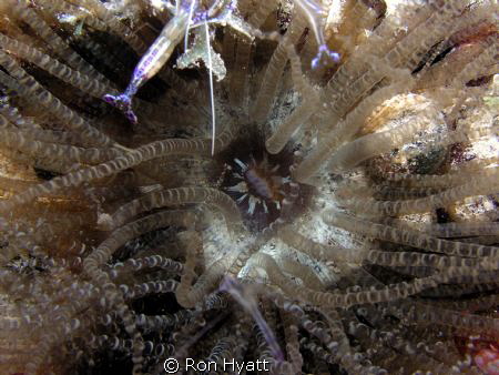 Corkscrew anemone in the frontyard at CoCoView by Ron Hyatt 