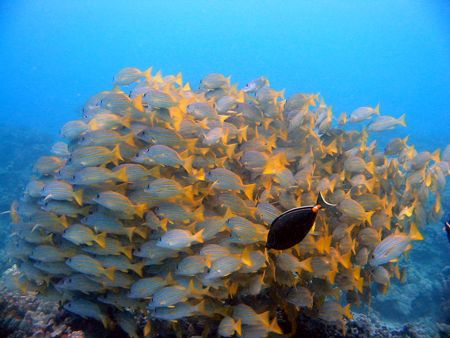 A flock of blue stipe snappers, and single surgeon fish. ... by Lisa Lappe 