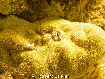 coral alive, taken at nuwebia shore dive on the pier by Robert St Pier 