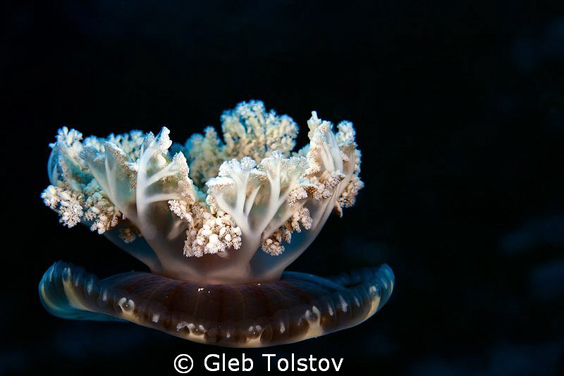 Cassiopea Andromeda jelly by Gleb Tolstov 