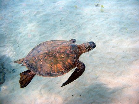 Young baby turtle at Wailea Beach, Maui, Hawaii by Todd Meadows 