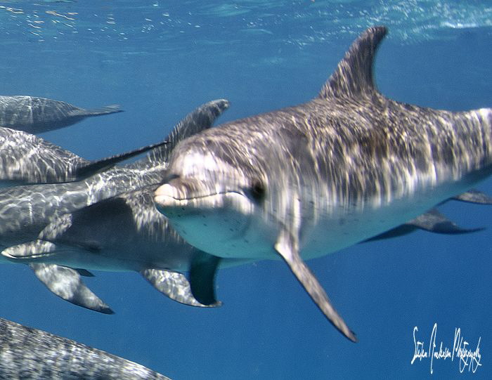 A day of dolphins in the Bahamas was quite a treat as we ... by Steven Anderson 