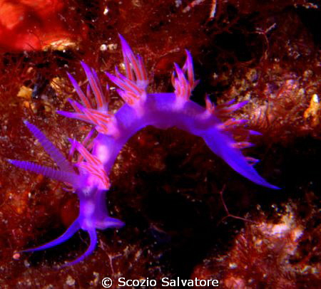 flabellina by Scozio Salvatore 