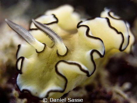 Glossodoris Atromarginata (Nudi Branch) rhinophres by Daniel Sasse 