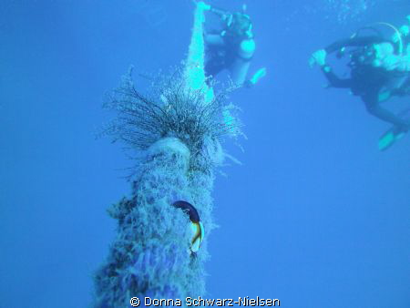 I took this at the end of a wreck dive whilst doing my sa... by Donna Schwarz-Nielsen 