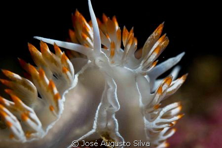 Nudibranch,Nikon D700,105mm lens by José Augusto Silva 