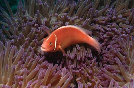 Pink Anemone - luv' em ... cute little guys. Nikon D70 in... by John Natoli 