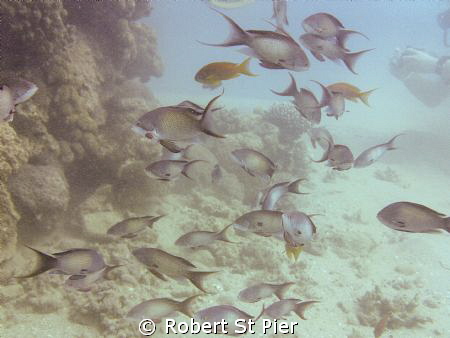fish under pier by Robert St Pier 