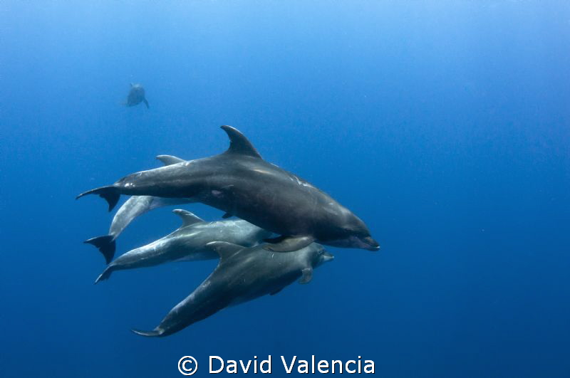 Here are some very friendly bottle nose dolphins. It's a ... by David Valencia 
