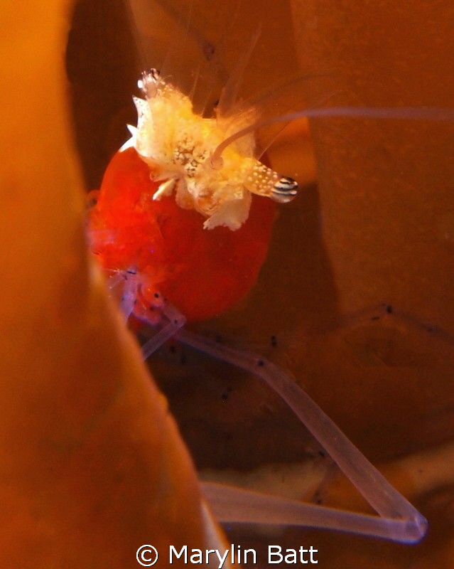 Popcorn Shrimp. by Marylin Batt 