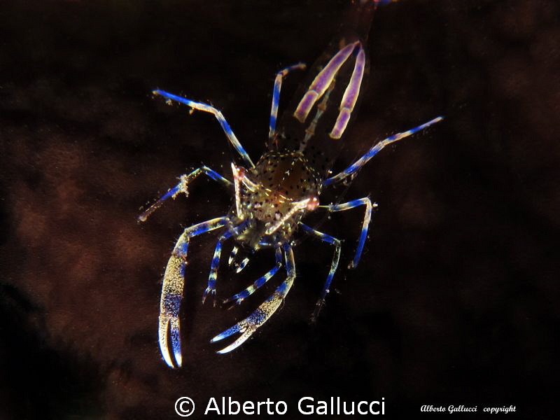 Periclimenes aegylios by Alberto Gallucci 