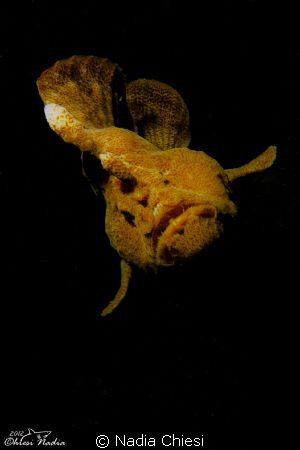 THE YELLOW IN THE DARK
 by Nadia Chiesi 