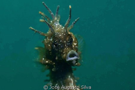 seahorse portrait,NikonD700,105 nikor lens by José Augusto Silva 