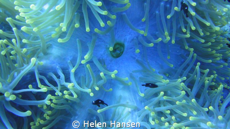 plant by Helen Hansen 