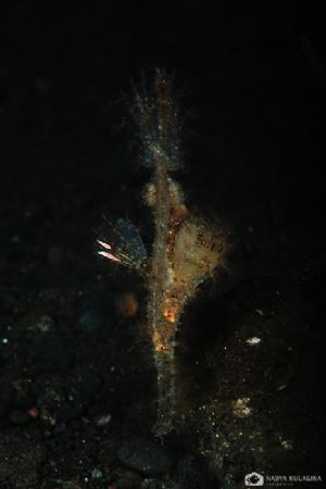 Hiding in the black... by Nadya Kulagina 
