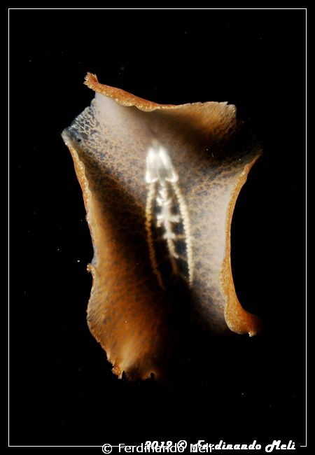 Underwater swimming worm by Ferdinando Meli 