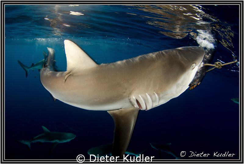 Take a little bite! by Dieter Kudler 