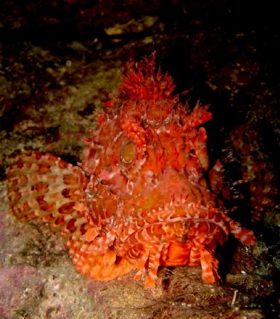 Big scorpionfish looking mean! Taken with sony DSC W12 in... by Steven Withofs 