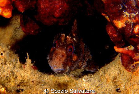 blenny by Scozio Salvatore 