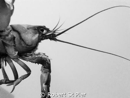 cray by Robert St Pier 
